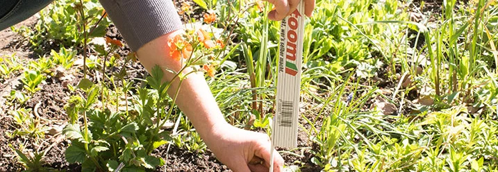 Person steckt Rankhilfe in die Erde